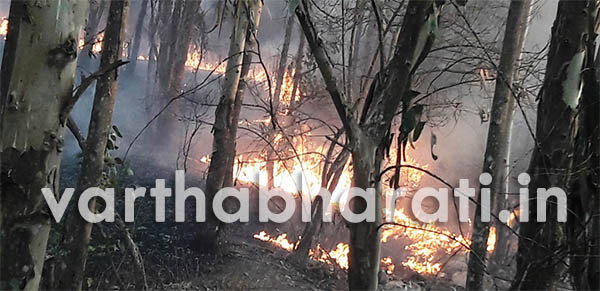 ಮುಂಡುಗೋಡ: ನೀಲಗೇರಿ ತೋಪಿಗೆ ಬೆಂಕಿ ತಗುಲಿ ಅಪಾರ ನಷ್ಟ